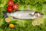 Gray Mullet Stock Photo