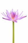 Purple Water Lily Isolated Stock Photo