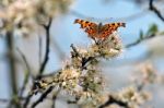 Comma Butterfly Stock Photo