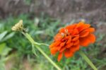 Marigold Flower Field In Rural Garden Stock Photo