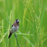 Whte-rumped Munia Stock Photo