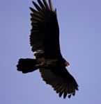 Isolated Photo Of A Vulture In The Sky Stock Photo