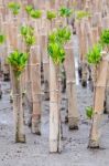 Mangroves Reforestation In Coast Of Thailand Stock Photo