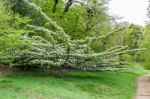 Sorbus Megalocarpa Stock Photo