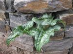 Green Yam Leaves Escaping From A Rock Wall Stock Photo