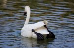 Beautiful Isolated Image With A Swan Jumping From The Ice Stock Photo