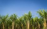 Sugar Cane Garden Stock Photo