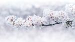 Cherry Blossoms Blooming In Spring. Spring Background. Cherry Blossoms In Nature With Soft Focus Stock Photo