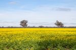 The Yellow Field Stock Photo