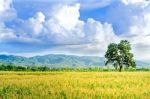 Landscape Of Corn Field And Wide Corn Farm With The Sunset Stock Photo