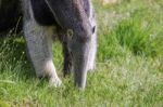 Giant Anteater (myrmecophaga Triductyla) Stock Photo