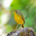 Female Golden Bush Robin Stock Photo