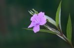 Single Ruellia Tuberosa Flower Front Focus Stock Photo