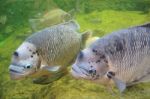 Giant Gourami Fish Stock Photo