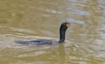 The Cormorant Is Swimming Stock Photo