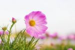 Beauty Of Pink Cosmos At Sky Stock Photo