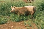 Pig On The Farm Stock Photo