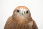 Young Brahminy Kite Or Red-backed Sea-eagle Stock Photo