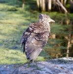 Beautiful Picture With A Funny Black-crowned Night Heron Shaking Her Feathers On A Rock Stock Photo