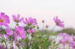 Pink Cosmos With Beautiful Stock Photo