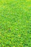 Green Clover And Yellow Blossom Background Stock Photo