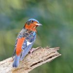 Rock-thrush Stock Photo