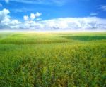 Rice Field Green Grass Blue Sky Cloud Cloudy Landscape Background Stock Photo