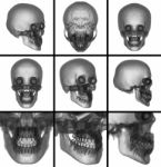 3d Render Skull On  Background Stock Photo