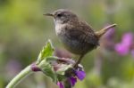 Wren Stock Photo