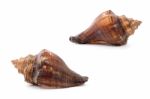 Sea Shell  On White Background Stock Photo