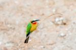 African Bee Eater At  Chobe River, Botswana Stock Photo