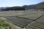 Green Tea Farm Stock Photo