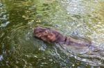 Hippopotamus Swimming In Water Stock Photo