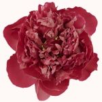 Red Peony Isolated Stock Photo