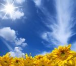 Sunflowers Blue Sky Background Stock Photo