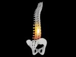 Spine With Pelvis Stock Photo