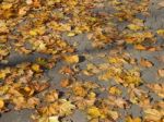 Texture Of The Autumn Foliage Of Trees  Stock Photo