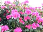 Rhododendron-flowers,in Park Stock Photo