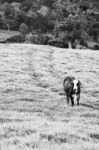 Country Cows Stock Photo