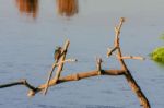 Kingfisher (alcedo Atthis) At Rspb Rainham Marshes Bird Reserve Stock Photo