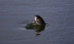 Beautiful Postcard With A Coot Swimming In Lake Stock Photo