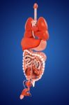 Human Digestive System Stock Photo