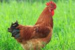 Brown Chicken In Grass Stock Photo