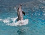 Dolphin Show Standing In Water Stock Photo