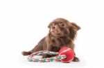 Chihuahua Dog Lying Down, Looking Scared Stock Photo