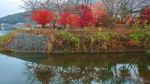 Colorful Trees At Kawahuchiko Lake Stock Photo