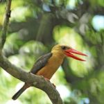 Female Brown-winged Kingfisher Stock Photo