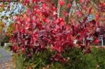 Autumnal Colours Of A Japanese Maple Tree In East Grinstead Stock Photo