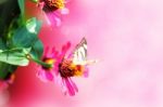 Butterfly On Flowers Stock Photo