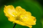 Small Yellow Pollen On Flowers Stock Photo